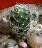 Mammillaria vetula ssp.gracilis