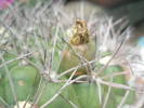 fruct de Gymnocalycium saglionis