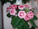 Gloxinia roz dublu