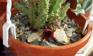 prima mea floare de huernia rubra