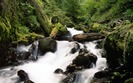 169_foreststream_1440x900