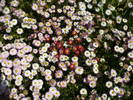 Bellis perenis (Banutei)