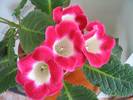 Gloxinia alb margine rosie 5