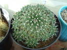 M. magnimamma