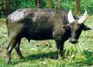 bigtamaraw[1]