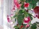 Gloxenii-