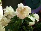 DSCI0260