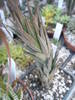 Haworthia glauca