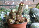Mammillarii elongata ssp.spini maro roscat
