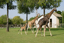 girafe-la-gradina-zoologica-din-lignano