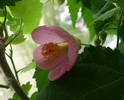 floare abutilon roz