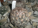 Escobaria vivipara - 14.01