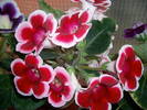 Gloxinia rosu paspolat