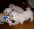 bichon havanese