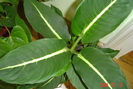 diffenbachia