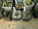 Mamillaria luethyi