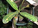 croton