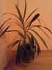 Cordyline stricta martie 09