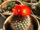parodia_sanguiniflora__1