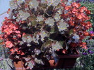 BEGONIA