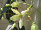 Clematita Armandii 7