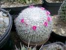 Mammillaria hahniana