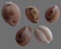 Shell061