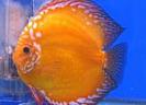 Symphysodon%20%20discus