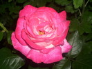 DSCI0660