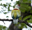 641px-Manycoloured_fruitdove_male_bobbys