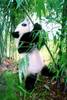 giant%20panda[1]