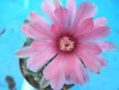 Gymnocalycium - floare