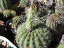 Pseudolobivia kermesina