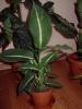 dieffenbachia oerstedii