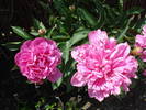 Peonies_Bujori (2009, May 15)