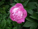 DSCI0633