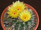 Notocactus submammulosus - Mai 2009