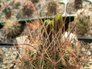 ancistrocactus_brevihamatus