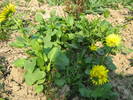 Doronicum