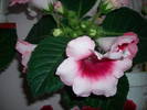 Gloxinie roz degrade