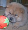 puitz chow chow 13