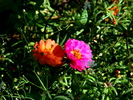 flori de piatra 1 (portulaca grandiflora)_01