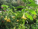 datura galbena