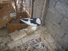 Picture 030