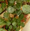 Polyscias
