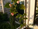 abutilon