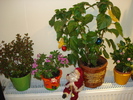 KALANCHOE,PENTTAS SI TRANDAFIRUL GALBEN!