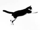 Poze Pisici Imagini Pisicute Wallpapers Pisica Neagra Jucausa