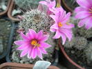 Mammillaria fraileana - 03.07