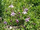 Aquilegia (caldaruse)